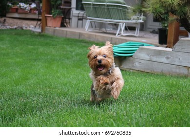 Running Yorkie