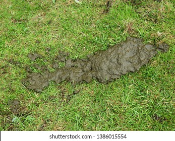 Runny Cow Pat On Grass.