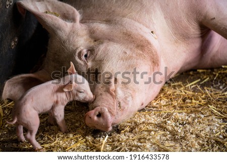 The runt of this litter of piglets (Sus scrofa domesticus) is seen approaching the mum of the litter while the other piglets feed. 