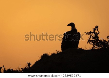 Ruppell vulture perches silhouetted on termite mound