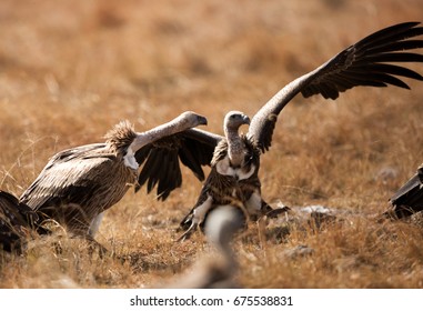 90 Griffon vulture egg Images, Stock Photos & Vectors | Shutterstock