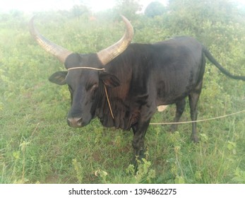 Rural African Zero Grazing For Milking Cows 