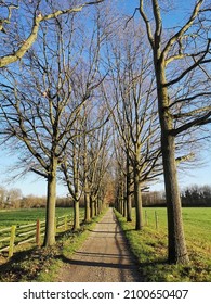 Rural Alley On A Sunny Winter's Day. Blank Trees, Empty Path, No People