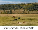 rural area near calgary alberta in autumn