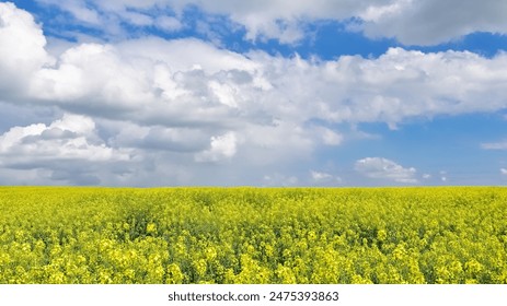 rural areas. landscape photos. images of canola fields and cloudy skies. - Powered by Shutterstock