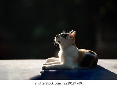 Rural Asian Family Cat Sitting And Looking Up The Sky With Curiously Against Sunshine, Sunlight, Sunbeam, Sunray, Isolated With Copy Space. 