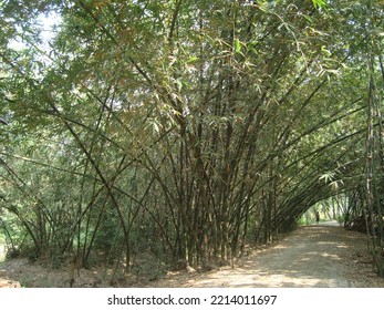 Rural Beauty Of Bangladesh Landscape