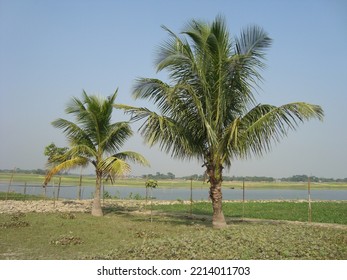 Rural Beauty Of Bangladesh Landscape