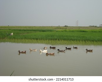 Rural Beauty Of Bangladesh Landscape