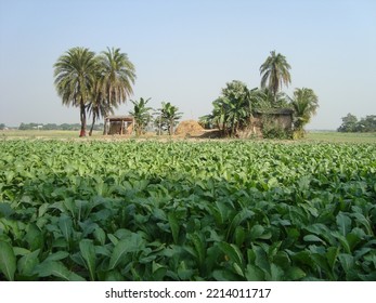 Rural Beauty Of Bangladesh Landscape