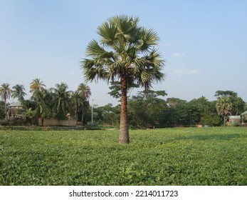 Rural Beauty Of Bangladesh Landscape