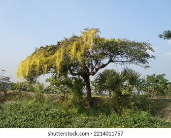 Rural Beauty Of Bangladesh Landscape