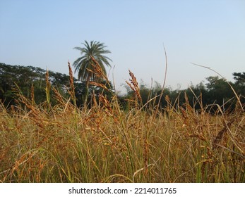 Rural Beauty Of Bangladesh Landscape