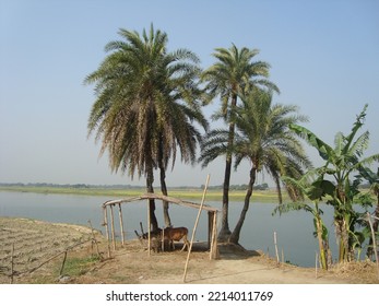 Rural Beauty Of Bangladesh Landscape