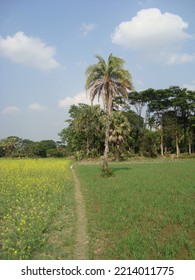 Rural Beauty Of Bangladesh Landscape