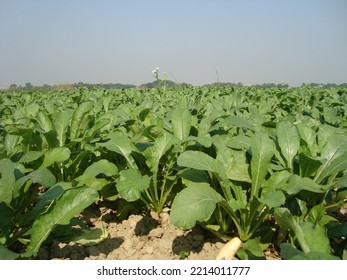 Rural Beauty Of Bangladesh Landscape