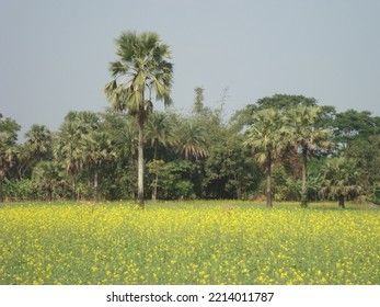 Rural Beauty Of Bangladesh Landscape