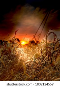 Rural Corn Field In Eastern Washington With A Smoky Haze