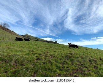 Rural Country Hillside With Cows