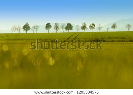 Similar – Huge yellow-flowering wild fennel plants, behind them a green grain field shortly after sowing.