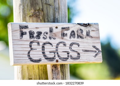 Rural countryside sign for fresh farm eggs directional signpost in English for country food
