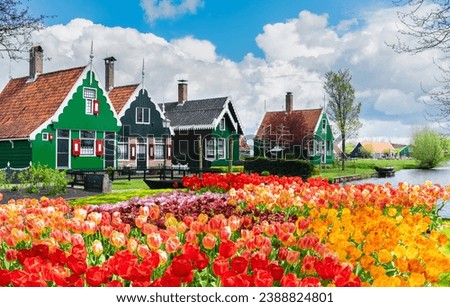 rural dutch scenery of small traditional houses in Zaanse Schans with tulips, Netherlands