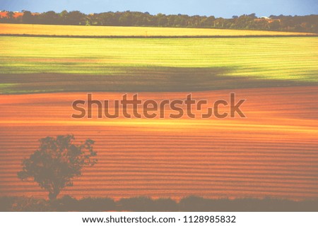 Rural England landscape. Wiltshire. Farming land. Lonely tree silhouette  at foreground. Rows. A game of golden light and shadow. Haze toned photo.