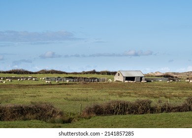 Rural England Sheep Farming In North Devon Landscape With Old Barn.