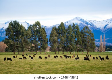 A Rural Farm Scene In Canterbury, New Zealand, With Cows In A Grassy Field And Snowy Mountains In The Distance