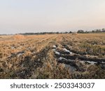 Rural Farmland with Stalks and Waterlogged Soil