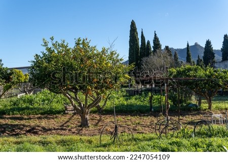 Rural field of organic orange trees on a sunny morning. Island of Mallorca, Spain