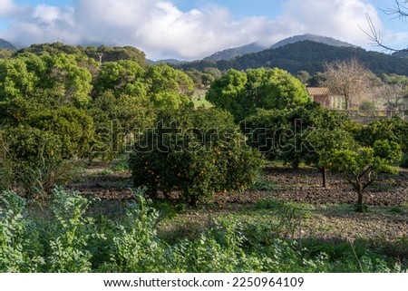 Rural field of organic orange trees, Citrus sinensis, on a sunny morning. Island of Mallorca, Spain