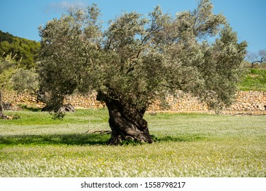 Rural fields of Santa Anges de la Corona, Ibiza, Spain. - Shutterstock ID 1558798217