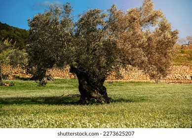 Rural fields of Santa Anges de la Corona, Ibiza, Spain. - Shutterstock ID 2273625207