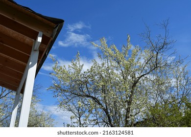 Rural Garden In Spring. View On Blooming Plum Tree Near Small House