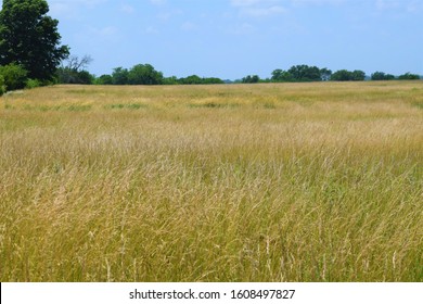 Rural Grassy Hay Field Under A Blue Summer Sky