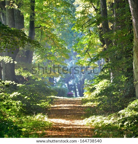 Rural gravel road (alley) through mighty green linden trees. Soft sunlight, sunbeams. Fairy forest landscape. Picturesque scenery. Pure nature. Art, hope, heaven, loneliness, wilderness concepts