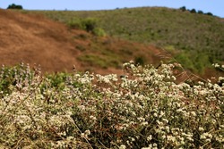 Rural Hillside Covered With Chaparral Plants And Buckwheat Wildflowers During Spring Taken On A Prairie At A Chaparral Woodland In The Southern California Coast Range