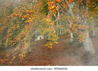 Rural house in the autumn beech forest with fog - Powered by Shutterstock