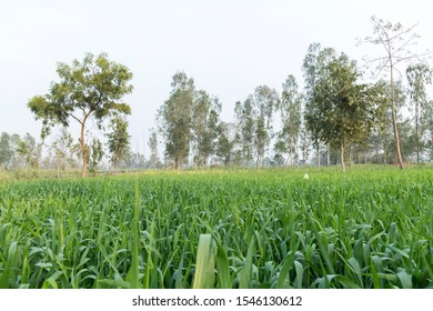 Rural India Trip To Pilibhit Village