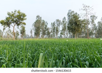 Rural India Trip To Pilibhit Village