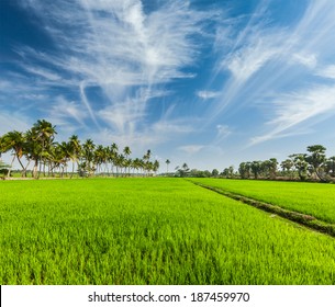 Rural Indian Scene - Rice Paddy Field And Palms. Tamil Nadu, India