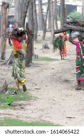 Rural Indian Villagers Women And Girls Cut Firewood From Protected Nature Reserve Area, Carry Heavy Loads On Head Walking Miles, For Use As Woodfuel Or Biofuel. Forest Loss Energy Conservation Concept