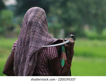 Rural Indian Woman In Outdoor. Woman Farmer In Countryside India. Isolated Woman Farmer In Paddy Field With Sickle In Hand. Rural Indian Woman Labour In Countryside India. Female Farmer With Sickle.