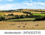 A rural Isle of Wight farm landscape with grazing sheep in the foreground and a blue sky overhead