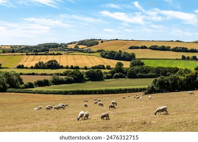 A rural Isle of Wight farm landscape with grazing sheep in the foreground and a blue sky overhead - Powered by Shutterstock