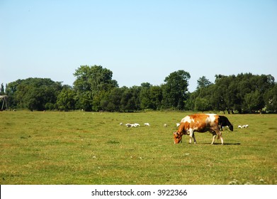rural landscape