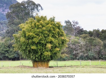 Rural landscape with bamboo clump. - Shutterstock ID 2038370357