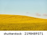 Rural landscape. Blooming yellow rapeseed field hills at sunset. Summer day. Clear blue sky. Floral texture. Agriculture, biotechnology, fuel, food industry, alternative energy, nature