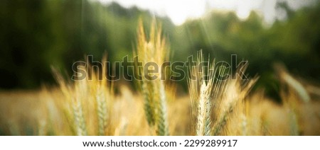 Rural landscape. Close-up of rye ears, a field of ripening rye on a summer day. Time of sunrise or sunset. Rich harvest idea, harvest time concept.